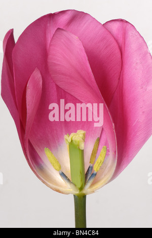 Section through a tulip flower China Pink to show structure