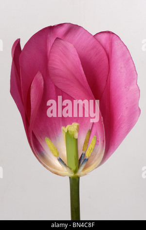 Section through a tulip flower China Pink to show structure Stock Photo