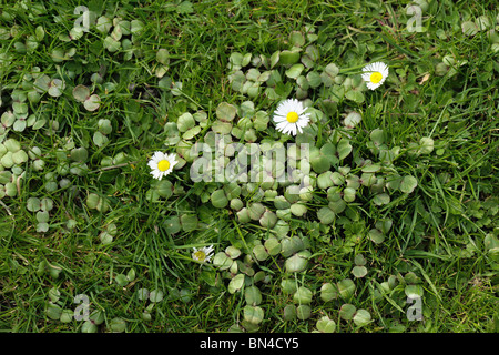 Seedling Himalayan balsam (Impatiens gladulifera) plants in a lawn Stock Photo