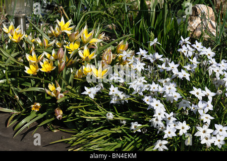 Ipheion uniflorum flowering with Tulipa tarda in spring Stock Photo