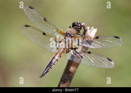 Four-spotted Chaser Libellula quadrimaculata Taken in Cumbria, UK Stock Photo