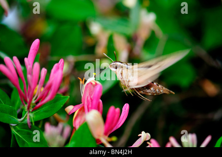 A White-lined sphinx moth, Common name Hawkmoth or Hummingbird moth, Hyles linata, feeds on Goldflame Honeysuckle, Lonicera heckrottii. Oklahoma, USA. Stock Photo