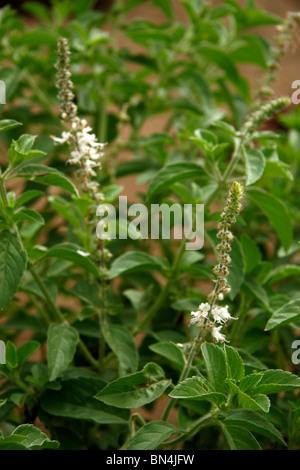 Ayurvedic medicinal plant ; Scientific name ocimum ; English name sensitive plant Stock Photo