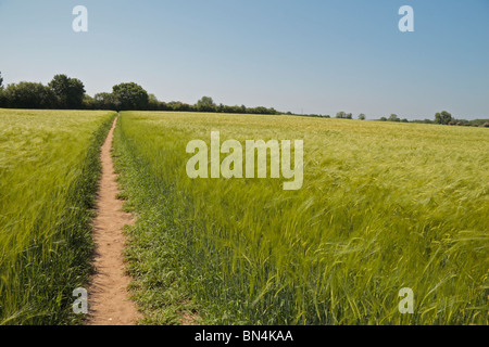 A path through a wheat field near Odiham, Hampshire, UK in June 2010. Stock Photo