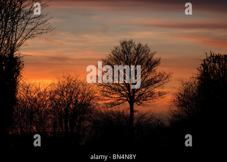 silhouette trees at sunset Stock Photo