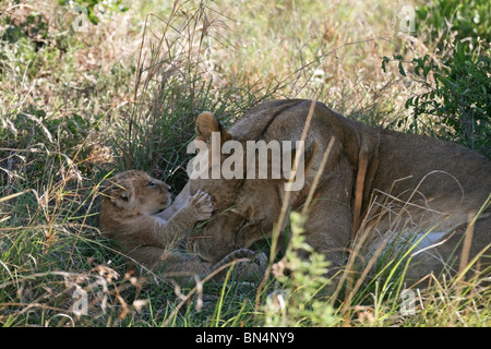 Lion Cub playing with mother in Masai Mara Game Reserve, Kenya, East Africa Stock Photo