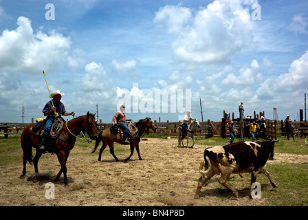 Cowboys on horseback rounding up cattle in corral for vaccination by Creole Nature Trail in Cameron Parish LA Stock Photo