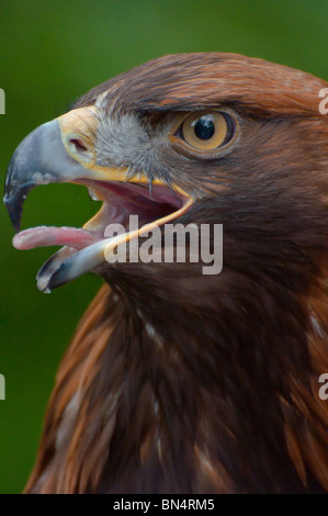 Golden eagle Stock Photo