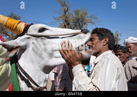 Man with his ox. Nagaur cattle fair. Rajasthan. India Stock Photo