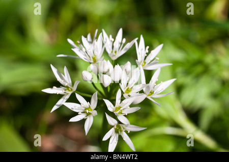 Plant, Wild garlic, Allium ursinum, flower Stock Photo