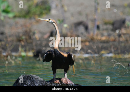 African Darter Anhinga rufa snakebird Stock Photo