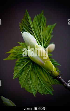 A sycamore (Acer pseudoplatanus) bud opening. Stock Photo
