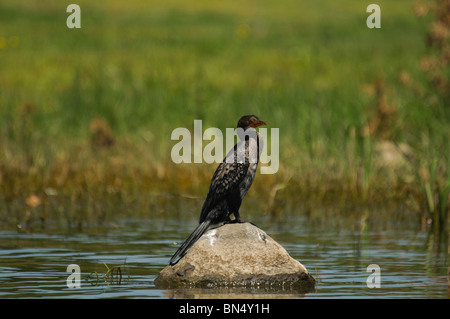 Long-tailed Cormorant (Reed Cormorant) Phalacrocorax africanus