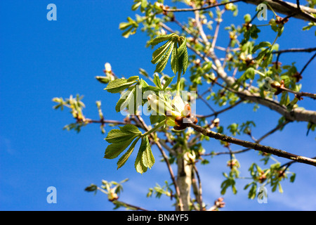 Sticky buds of Sycamore tree, Acer pseudoplatanus Stock Photo