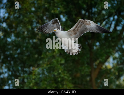 Juvenile Lesser Black-backed gull (Larus fuscus) soaring in small forest Stock Photo