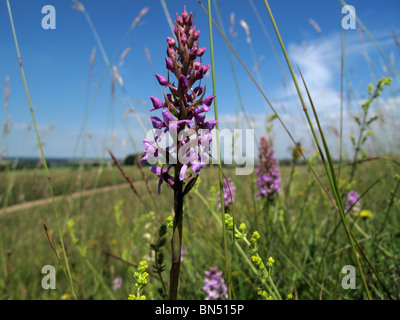 Common Fragrant orchid (Gymnadenia conopsea Stock Photo