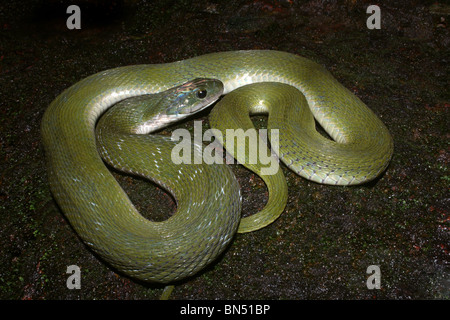 GREEN KEELBACK Macropisthodon plumbicolor Non-venomous Uncommon. Rhabdophis plumbicolor Stock Photo