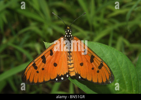 The Tawny Coster (Acraea terpsicore) Nymphalidae : Brush Footed Butterflies Stock Photo