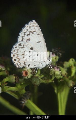 Common Hedge Blue (Acytolepis puspa) Lycaenidae : Blues Stock Photo