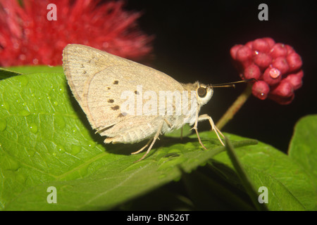 Indian Palm Bob Suastus gremius (Fabricius, 1798), Butterfly. Hesperiidae : Skippers Stock Photo