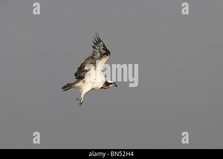 The Osprey (Pandion haliaetus), sometimes known as the sea hawk or fish eagle Stock Photo