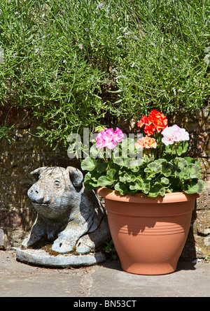 Garden ornament in the shape of a pig beside Pelargoniums in flower in a plastic pot Stock Photo