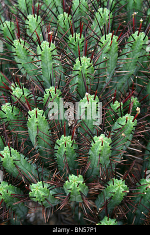 Cactus Spikes Taken at Ness Botanical Gardens, Wirral, UK