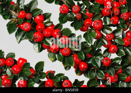 Bright red berries wioth dark green leaves on Cotoneaster horizontalis against a white background Stock Photo