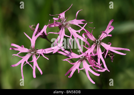 Ragged Robin Lychnis flos-cuculi Taken In Cumbria, UK Stock Photo