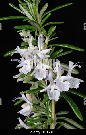 Rosemary (Rosmarinus officinalis) flowers and leaves Stock Photo