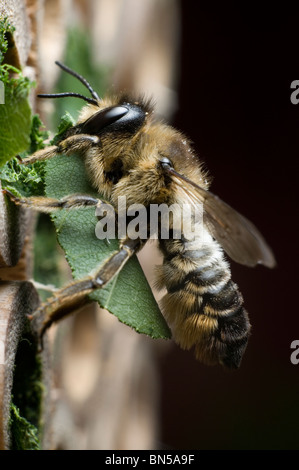 A leafcutter bee, Megachile centuncularis, nest-building in bamboo tubes in a UK garden. Stock Photo