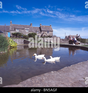 Three white ducks on village pond at Worth Matravers, near Swanage, Dorset, England, with two people on bench and stone cottages Stock Photo