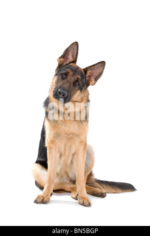 German shepherd over white Stock Photo