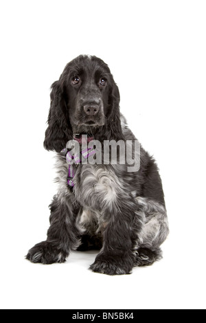 black and grey cocker spaniel dog in front of a white background Stock Photo
