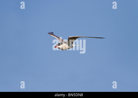 Common Tern; Sterna hirundo; in flight Stock Photo