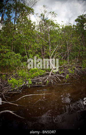 Alligator lurking in the mangroves at Ten Thousand Islands State Park, Florida, USA. Stock Photo