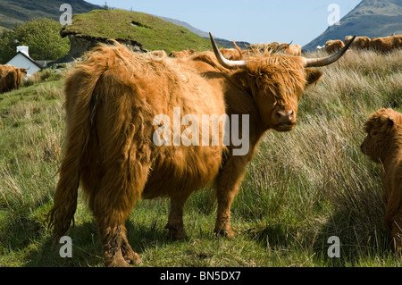 Highland cow in Glen Forsa, Isle of Mull, Scotland, UK Stock Photo - Alamy
