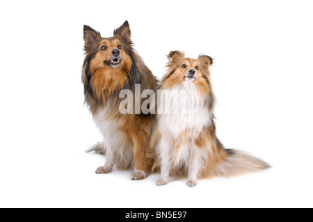 two sheltie dogs isolated on a white background Stock Photo - Alamy