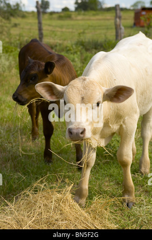 Happy Calves in Texas Stock Photo