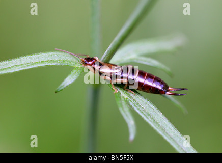 Female Common or European Earwig, Forficula auricularia, Chelisochidae, Forficuloidea, Forficulina, Dermaptera (Earwigs) Stock Photo