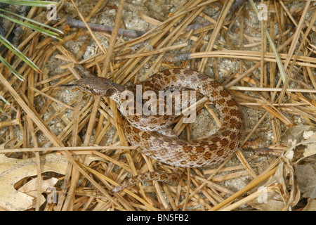 Northern Desert Nightsnake Hpysiglena torquata deserticola Julian, California, United States 10 May Adult Colubridae Stock Photo