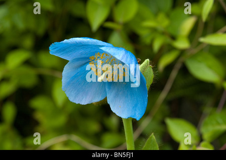 Meconopsis betonicifolia, Himalayan Blue Poppy, on the Isle of Mull, Scotland, UK