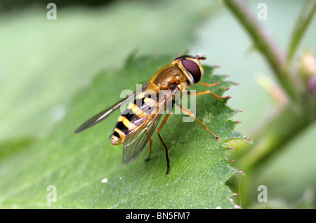 Current Hoverfly, Syrphus ribesii, Syrphidae, Diptera. Syn. Musca blanda, Musca ribesii, Syrphus blandus Stock Photo