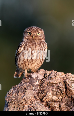 Little owl, Athene noctua, single bird perched on log in evening light, Warwickshire, June 2010 Stock Photo