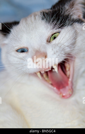 Young domestic cat with odd coloured eyes yawning Stock Photo