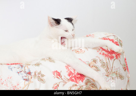 Young black and white domestic cat (Felis catus) lying down on back of sofa yawning with front paws outstretched Stock Photo