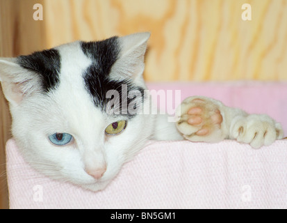 Young odd-eyed domestic cat (Felis catus) lying down in a pink box with 2 paws over the edge Stock Photo