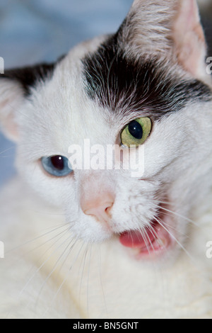 Portrait of a young odd-eyed domestic cat (Felis catus) yawning Stock Photo