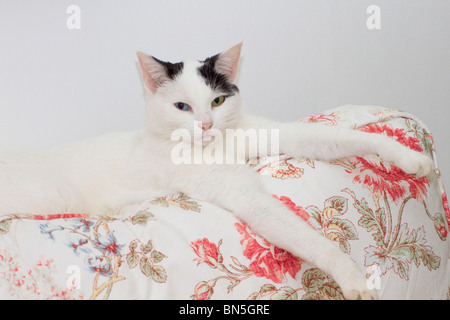 Young odd-eyed black and white cat (Felis catus) lying down on back of sofa and looking directly at the camera Stock Photo