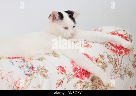 Young black and white domestic cat (Felis catus) lying down on back of sofa with front paws outstretched Stock Photo